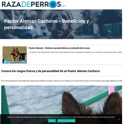 Pastor Aleman Cachorro - Beneficios y personalidad.