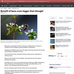 Benefit of bees even bigger than thought