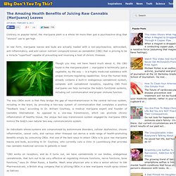 The Amazing Health Benefits of Juicing Raw Cannabis (Marijuana) Leaves