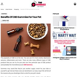 Benefits Of CBD Gummies For Your Pet