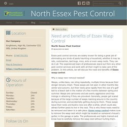 Need and benefits of Essex Wasp Control - North Essex Pest Control : powered by Doodlekit