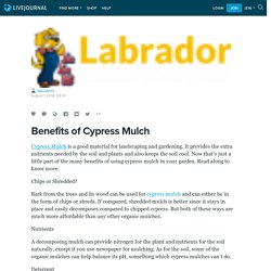 Benefits of Cypress Mulch: labradorls