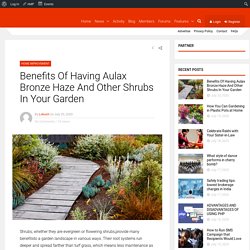 Benefits Of Having Aulax Bronze Haze And Other Shrubs In Your Garden