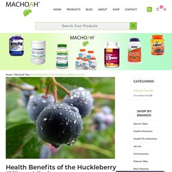 Health Benefits of the Huckleberry (Bilberry) Fruit