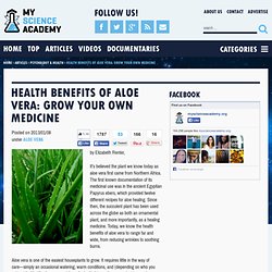 Health Benefits of Aloe Vera: Grow Your Own Medicine