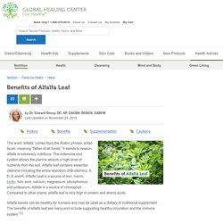 Benefits of Alfalfa Leaf