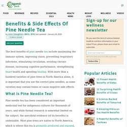 Benefits & Side Effects of Pine Needle Tea