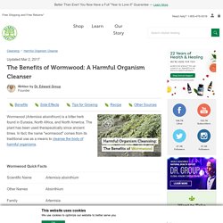 The Benefits of Wormwood: A Harmful Organism Cleanser