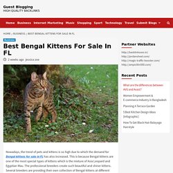 Best Bengal Kittens For Sale In FL