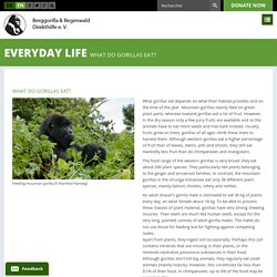 What do Gorillas eat? - Berggorilla & Regenwald Direkthilfe e.V.