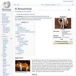 St. Bernard (dog)
