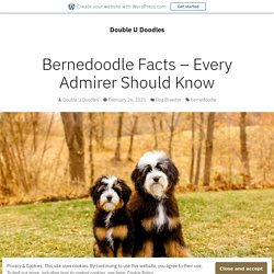 Bernedoodle Facts – Every Admirer Should Know – Double U Doodles