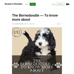 The Bernedoodle — To know more about