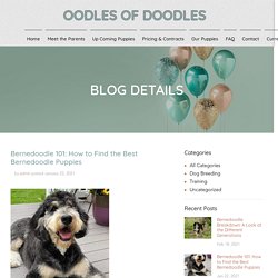 Bernedoodle 101: How to Find the Best Bernedoodle Puppies
