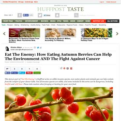 Eat The Enemy: How Eating Autumn Berries Can Help The Environment AND The Fight Against Cancer