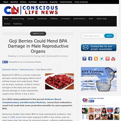 Goji Berries Could Mend BPA Damage in Male Reproductive Organs