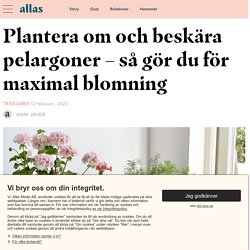 Beskära och plantera om pelargoner – så gör du