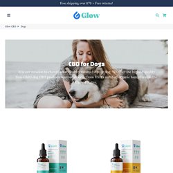 Best CBD Products for Dogs