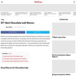 57+ Best Chocolate Lab Names - PetTime