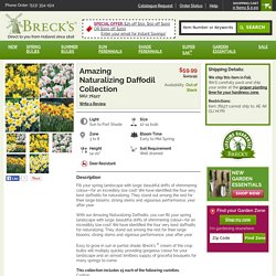 The Best Daffodils for Naturalizing