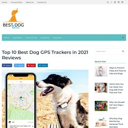 Best Dog GPS Trackers 2020