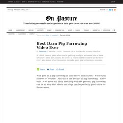 Best Darn Pig Farrowing Video Ever « On Pasture