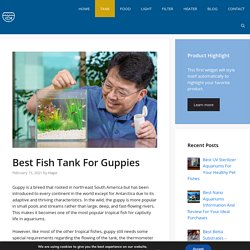 Best Fish Tank For Guppies - New 2021