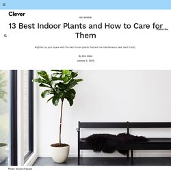 13 Best Indoor Plants and How to Care for Them