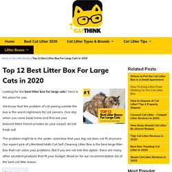 Top 12 Best Litter Box For Large Cats in 2020 - Catthink