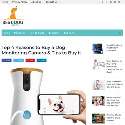 Best Dog Monitoring Camera for Sale