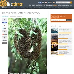 Bees Form Better Democracy
