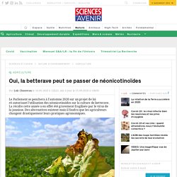 Oui, la betterave peut se passer de néonicotinoïdes