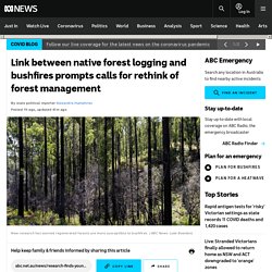 Link between native forest logging and bushfires prompts calls for rethink of forest management