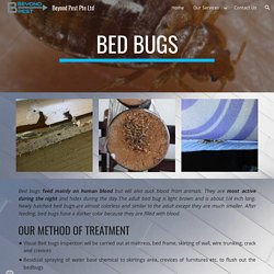 Bed Bug Pest Control Singapore