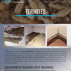 Termite Exterminator Treatment Singapore