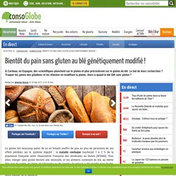CONSOGLOBE 29/09/17 Bientôt du pain sans gluten au blé génétiquement modifié !