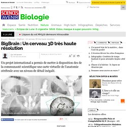 BigBrain : Un cerveau 3D très haute résolution