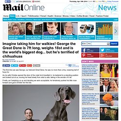 Biggest dog in the world: Meet George the 7ft long Great Dane... who's terrified of chihuahuas