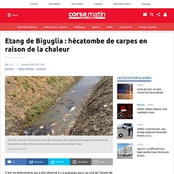 Etang de Biguglia : hécatombe de carpes en raison de la chaleur