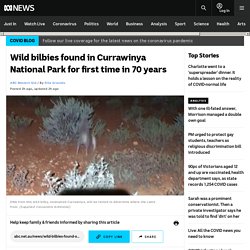 Wild bilbies found in Currawinya National Park for first time in 70 years
