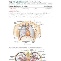 Bio 100: Heart Anatomy