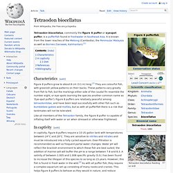Tetraodon biocellatus
