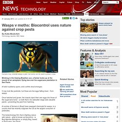 Wasps v moths: Biocontrol uses nature against crop pests