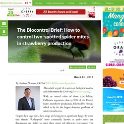 FRESH FRUIT PORTAL 13/03/19 The Biocontrol Brief: How to control two-spotted spider mites in strawberry production
