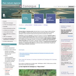 Cheval Camargue, taureau Camargue : un élevage extensif facteur de biodiversité. Des chevaux à acheter, des traditions à découvrir dans lesmanades à découvrir