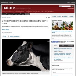 NATURE 06/10/16 UK bioethicists eye designer babies and CRISPR cows
