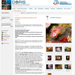 DORIS - FFESSM - Biologie et plongée - Faune et flore sous-marines et dulcicoles