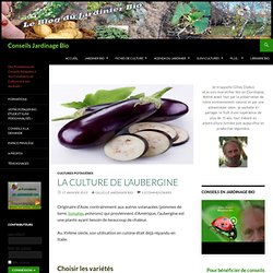 La culture biologique de l'aubergine