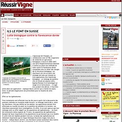 REUSSIR VIGNE 15/05/08 Ils le font en Suisse - Lutte biologique contre la flavescence dorée