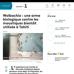 Wolbachia : une arme biologique contre les moustiques bientôt utilisée à Tahiti